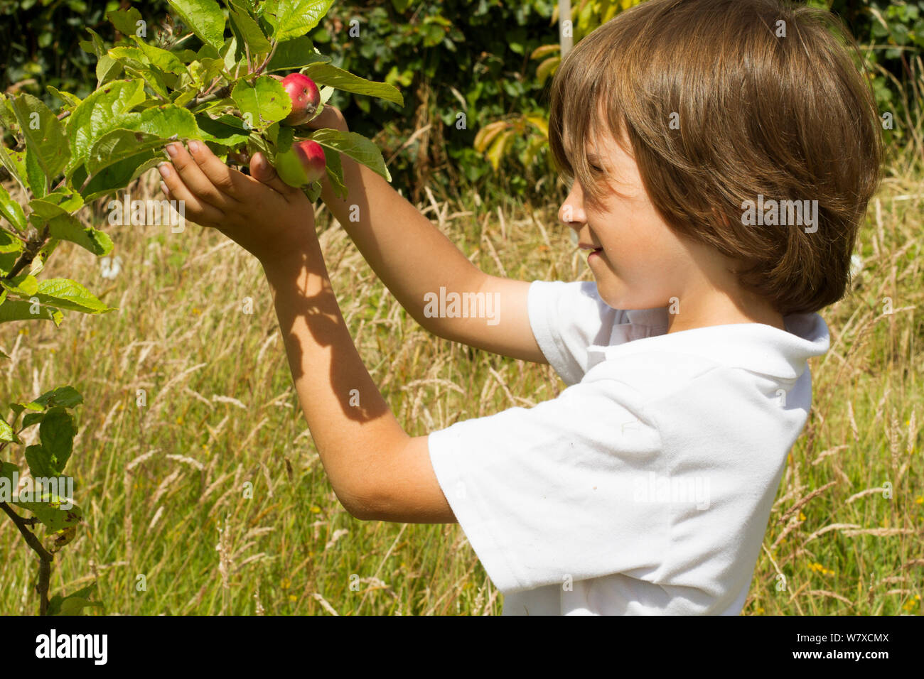 Young boy looking at ripening apples (Malus domestica) planted in school garden to attract bees. Part of the Friends of the Earth national &#39;Bee Friendly&#39; campaign, South Wales, UK, July 2014. Model released. Stock Photo