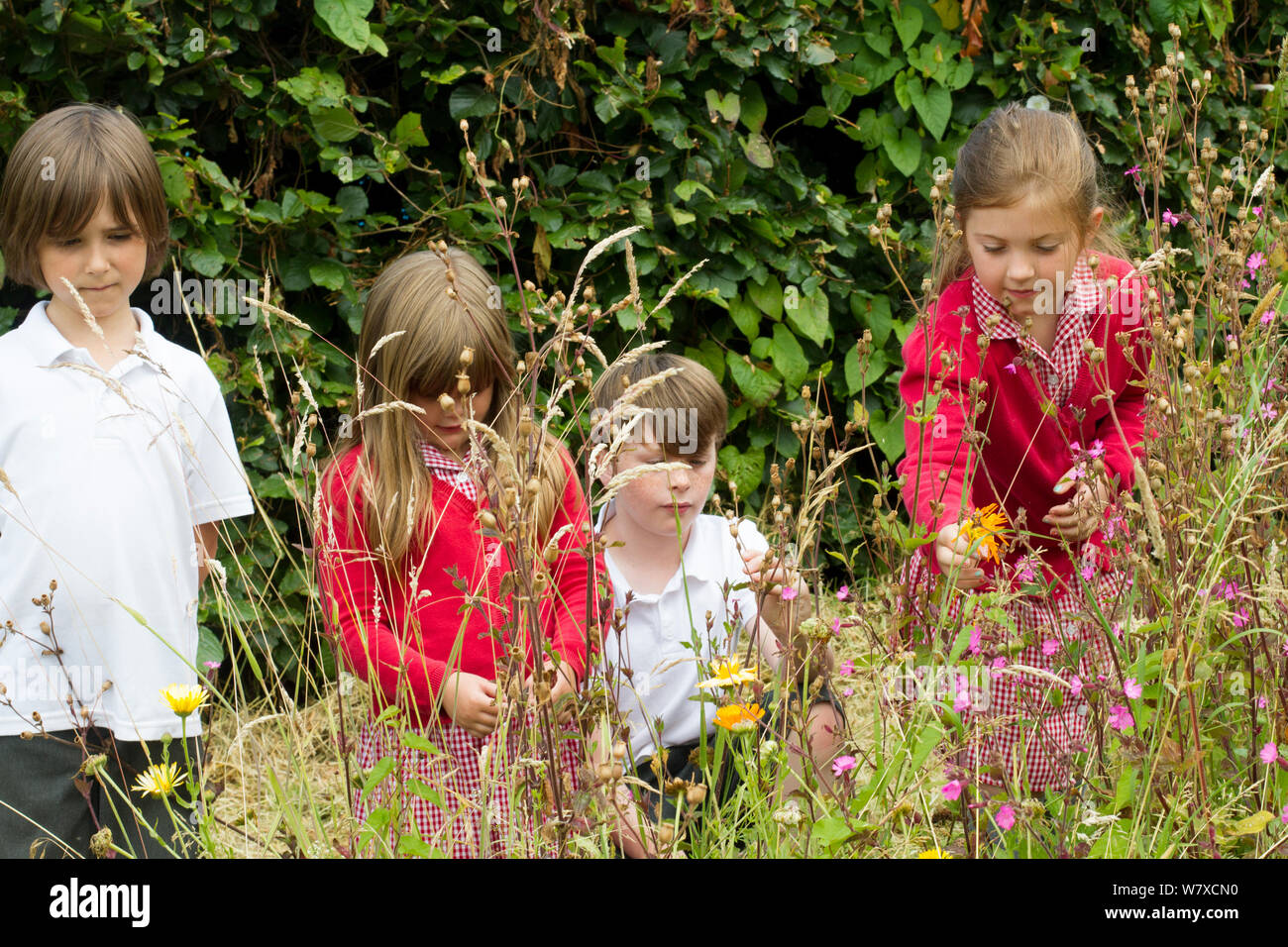 Group of Primary school children looking at native wild flowers including Red Campion (Silene dioica) planted in school garden to attract bees. Part of the Friends of the Earth national &#39;Bee Friendly&#39; campaign, South Wales, UK, July 2014. Model released. Stock Photo