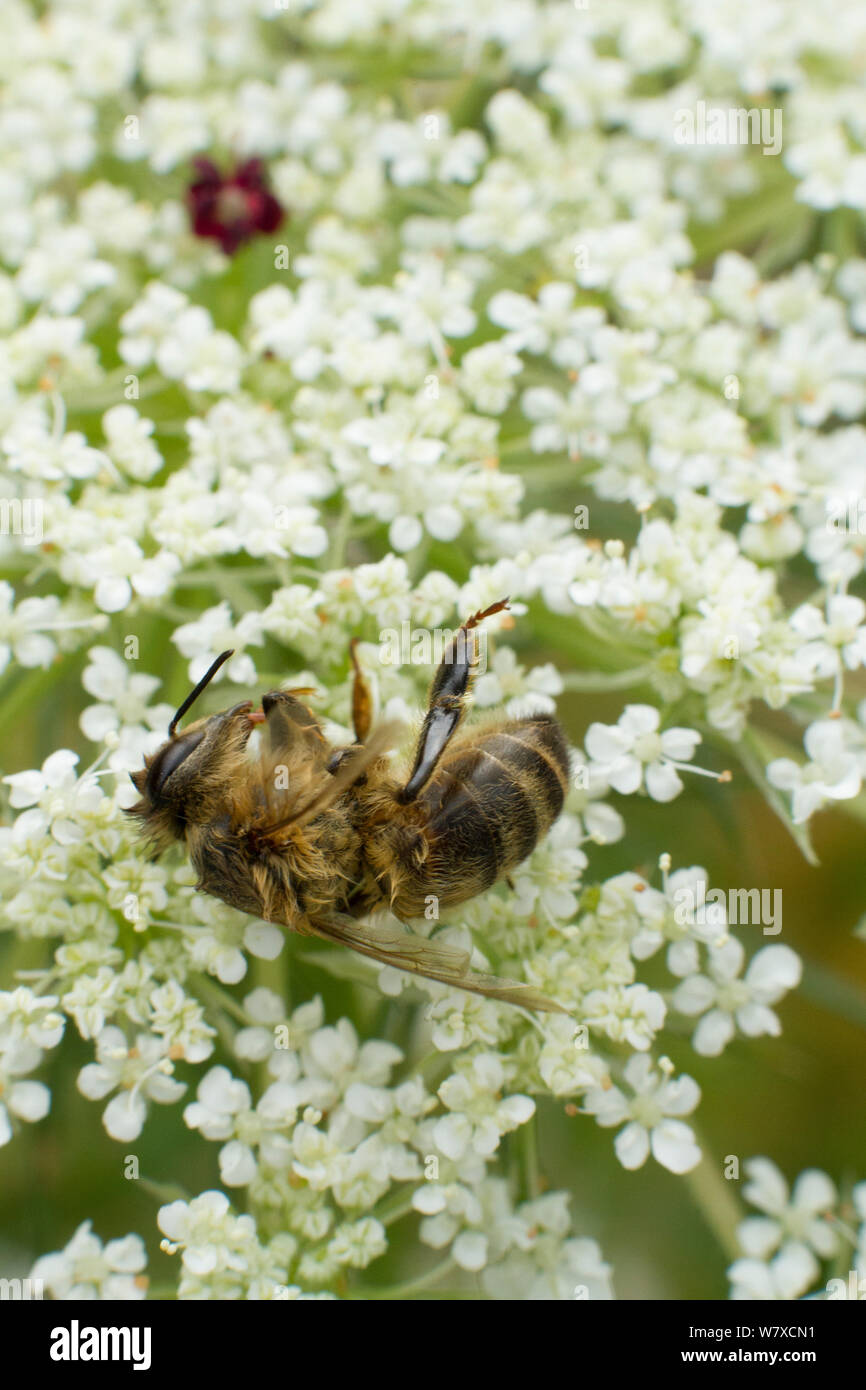 Dead Honey bee (Apis mellifera) on Wild carrot (Daucus carotta) flowers, cause of death unknown. Cwmbran, South Wales, UK, July. Stock Photo