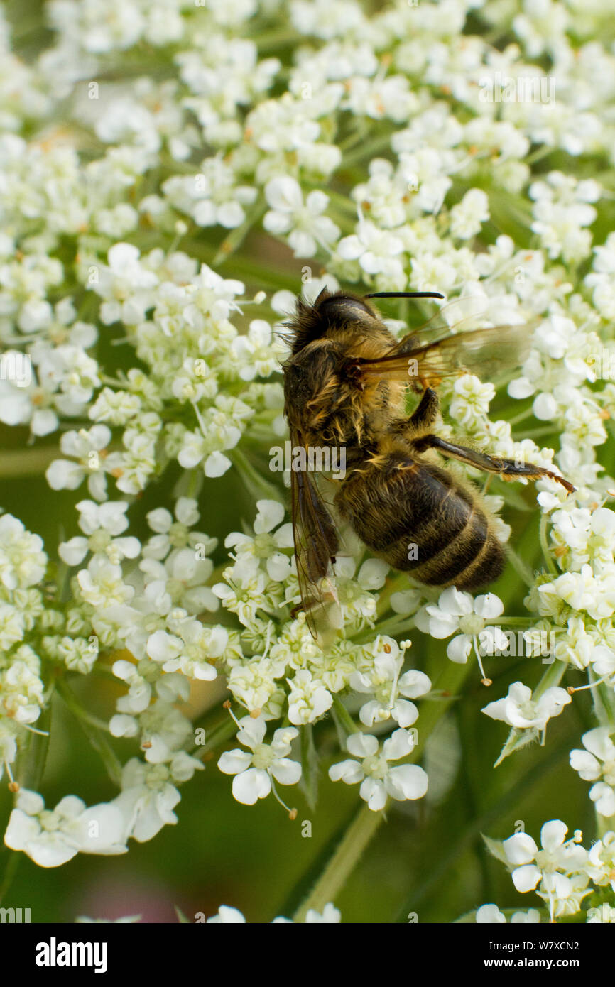 Dead Honey bee (Apis mellifera) on Wild carrot (Daucus carotta) flowers, cause of death unknown. Cwmbran, South Wales, UK, July. Stock Photo