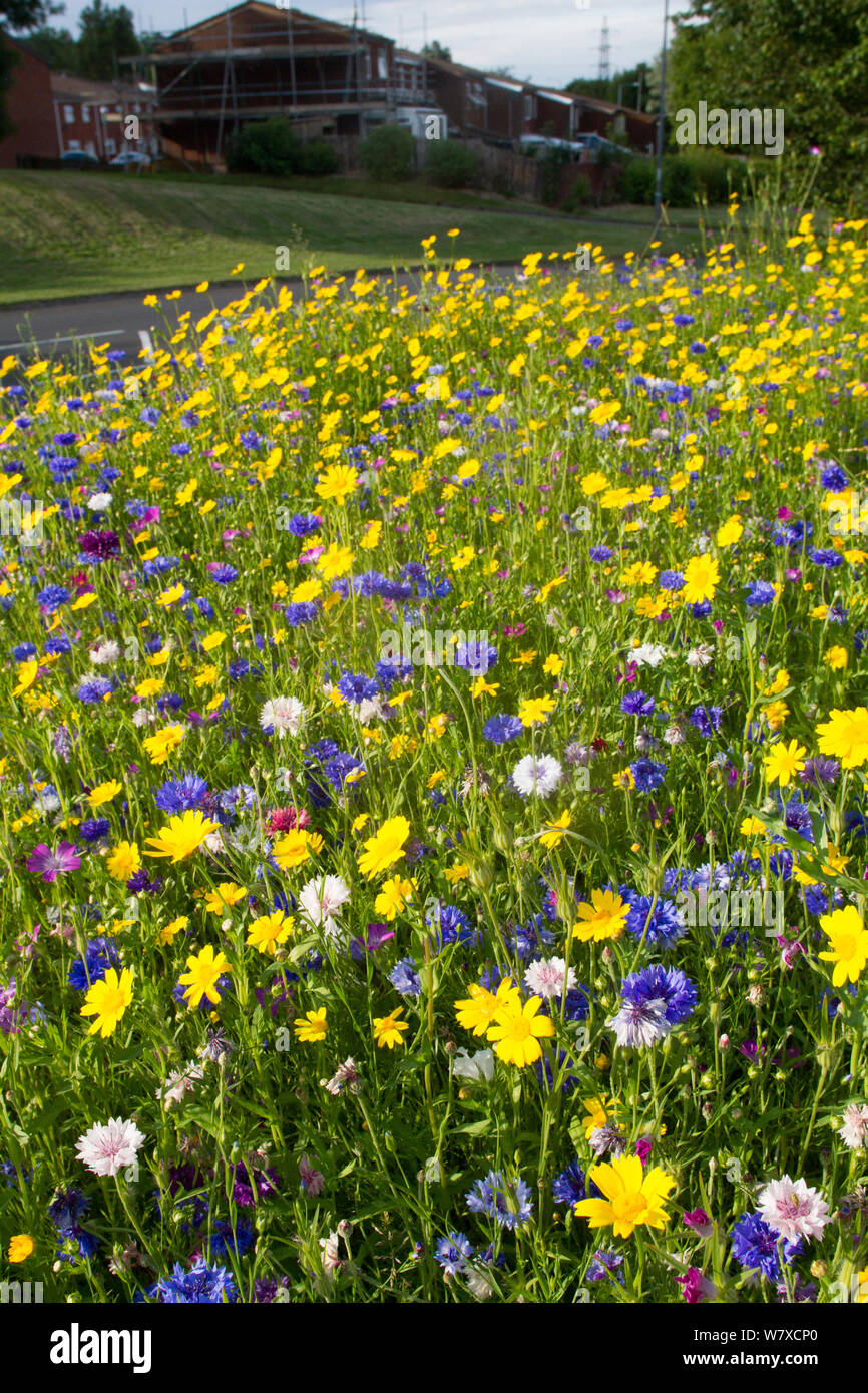 Wildflowers including Corn marigolds (Chrysanthemum segetum) and Cornflowers (Centaurea cyanus) planted on roadside to attract bees. Part of the Friends of the Earth &#39;Bee Friendly&#39; campaign with the Bron Afon Community Housing Association, near Cwmbran, South Wales, UK. July 2014. Stock Photo