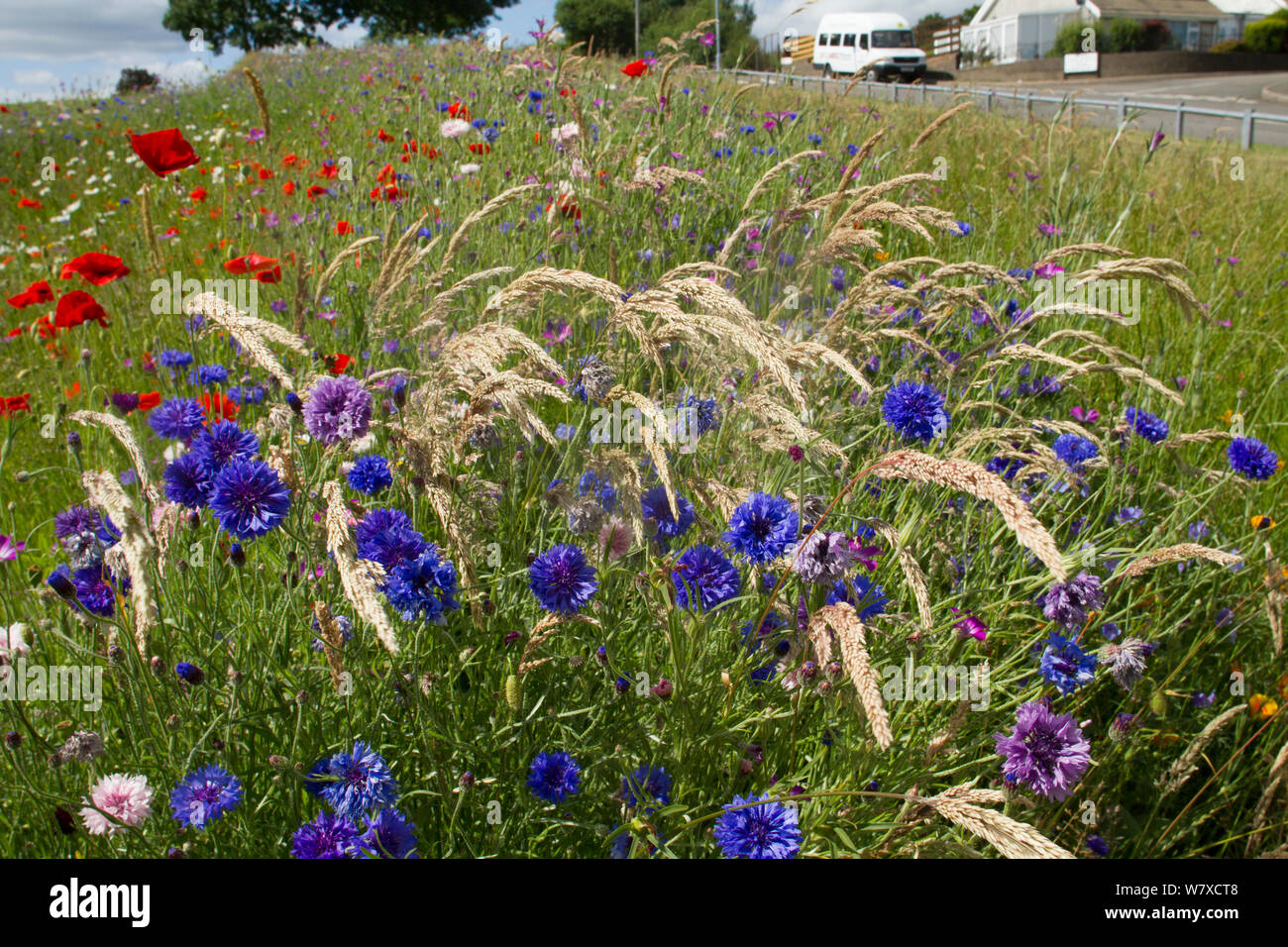 Wildflowers including Poppies (Papaver sp) and Cornflowers (Centaurea cyanus) planted in community green space to attract bees. Part of a collaboration between Bron Afon community Housing Trust and the Friends of the Earth &#39;Bee Friendly&#39; project. South Wales, UK, July 2014. Stock Photo