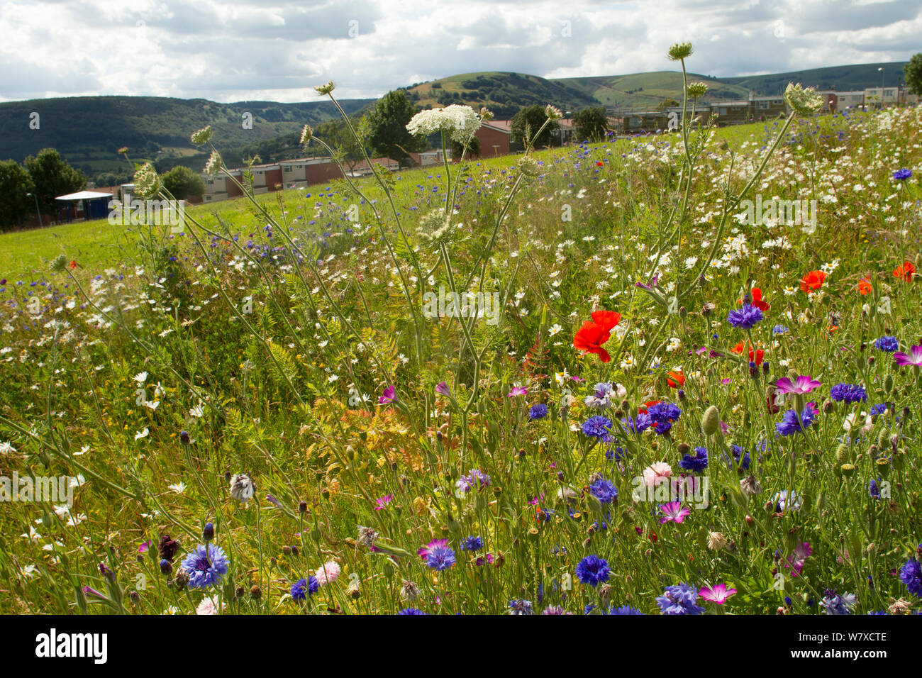Wildflowers including Wild carrot (Daucus carota) and Cornflowers (Centaurea cyanus) planted in community green space to attract bees. Part of collaboration between Bron Afon community Housing Trust and the Friends of the Earth &#39;Bee Friendly&#39; project. South Wales, UK, July 2014. Stock Photo