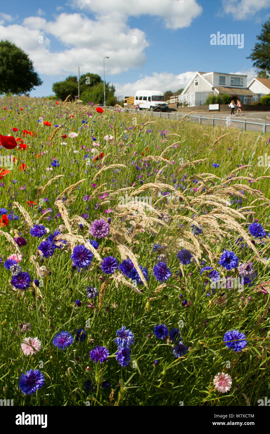 Wildflowers including Poppies (Papaver sp) and Cornflowers (Centaurea cyanus) planted in community green space to attract bees. Part of a collaboration between Bron Afon community Housing Trust and the Friends of the Earth &#39;Bee Friendly&#39; project. South Wales, UK, July 2014. Stock Photo