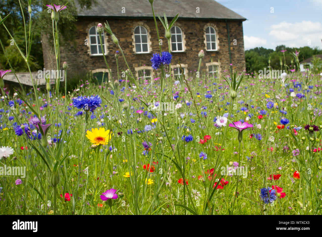 Wildflower garden outside old Welsh chapel. Sown to attract bees as part of the Friends of the Earth &#39;Bee Friendly&#39; campaign with the Bron Afon Community Housing Association, Cwmbran, South Wales, UK. July 2014. Stock Photo