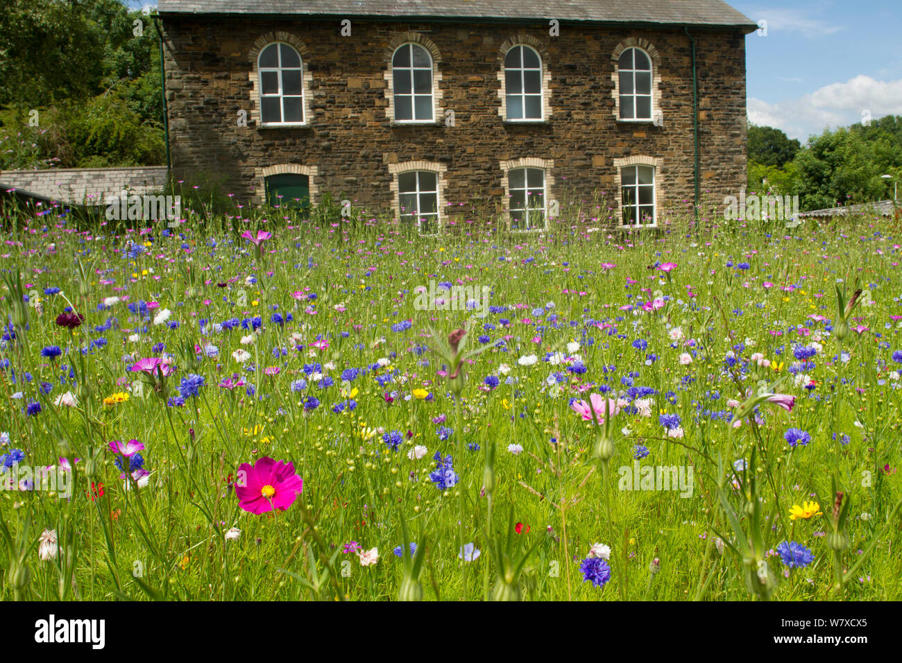 Wildflower garden outside old Welsh chapel. Sown to attract bees as part of the Friends of the Earth &#39;Bee Friendly&#39; campaign with the Bron Afon Community Housing Association, Cwmbran, South Wales, UK. July 2014. Stock Photo