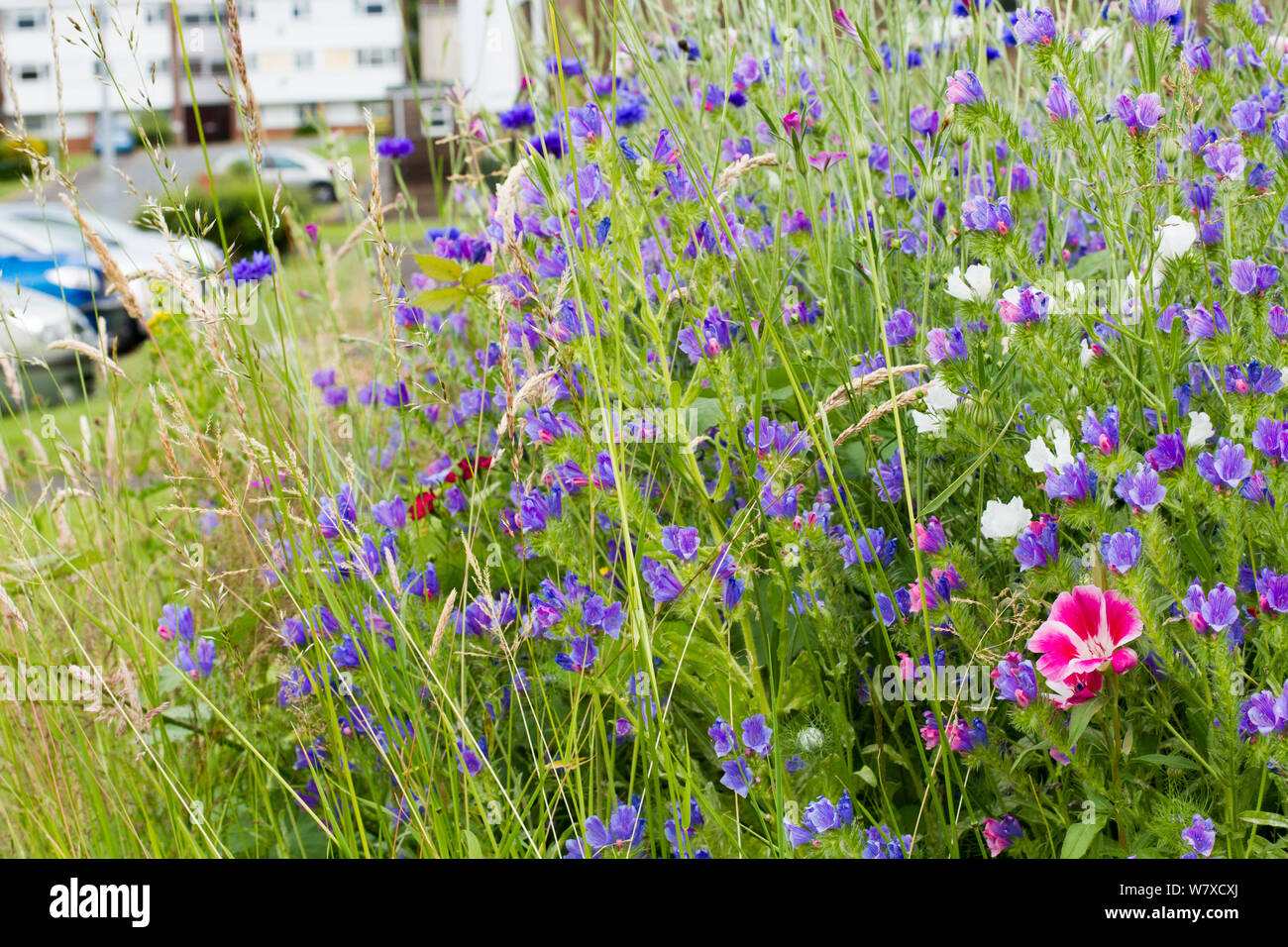 Uk purple wildflowers hi-res stock photography and images - Alamy