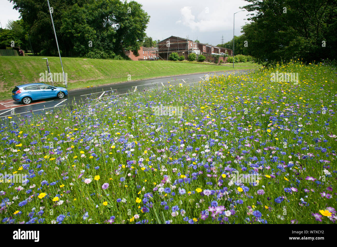Roadside wildflowers uk hi-res stock photography and images - Alamy
