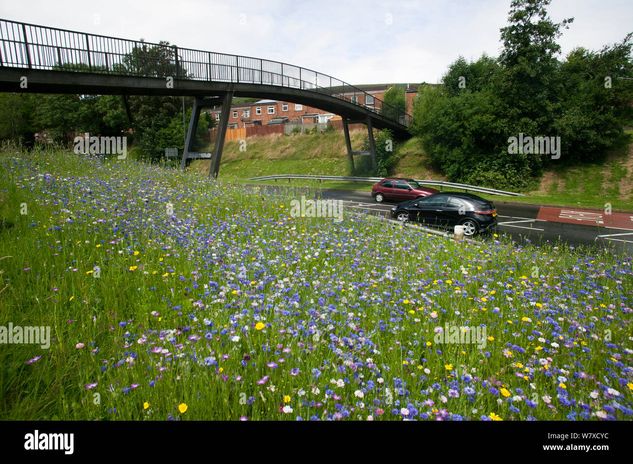 Roadside wildflowers uk hi-res stock photography and images - Alamy
