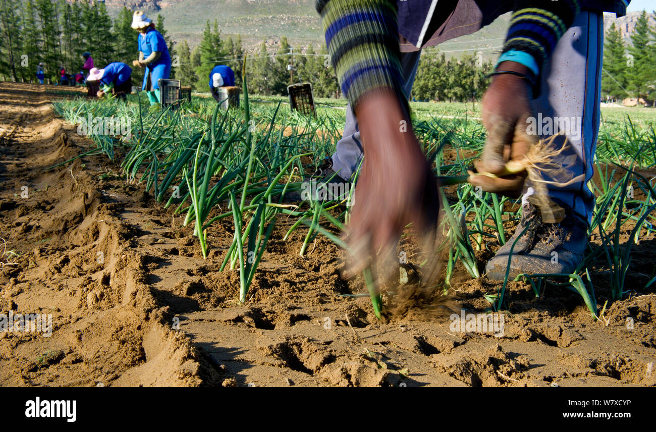 Woman planting Onions (Allium cepa) on Suikerbossie farm, Koue