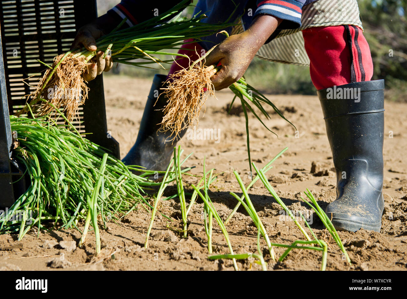 Woman planting Onions (Allium cepa) on Suikerbossie farm, Koue