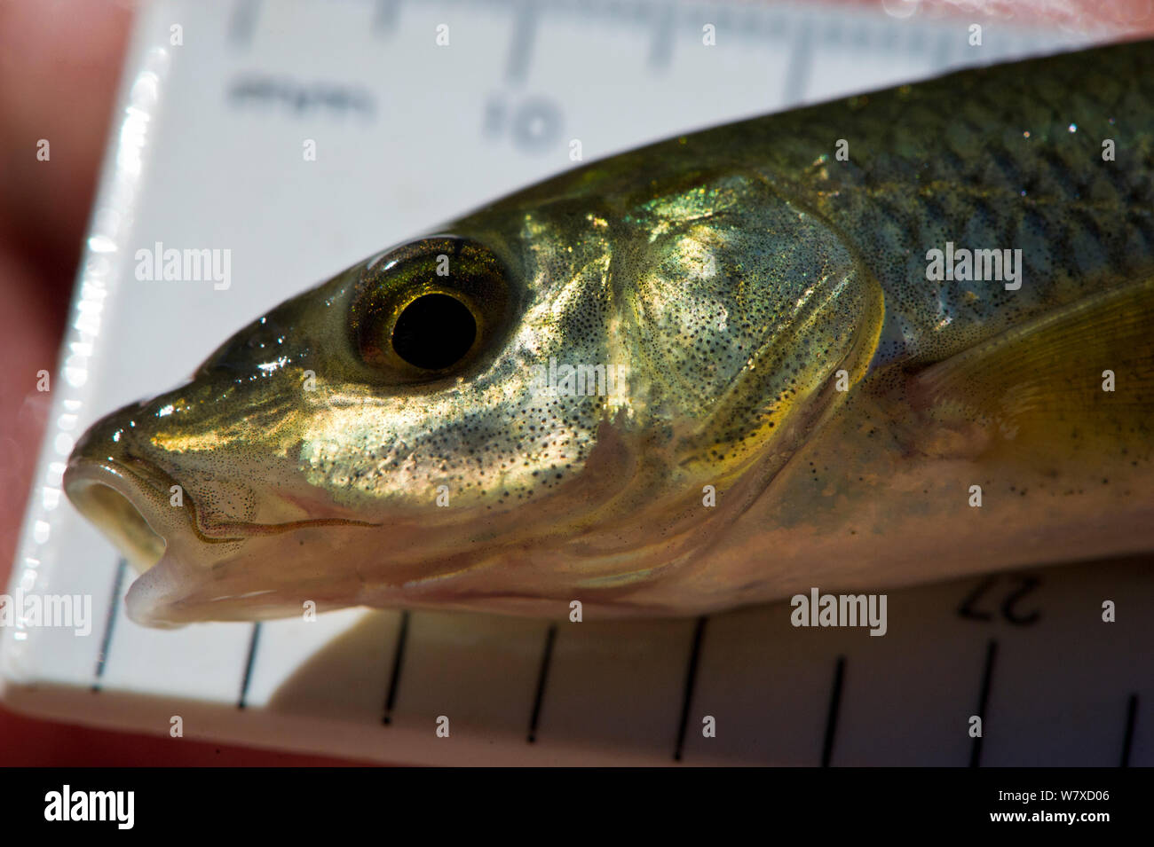 Endemic Clanwilliam sawfin (Barbus serra) measured as part of the Northern Cape Department of Environmental Affairs (DENC) freshwater fish survey. Oorlogskloof Nature Reserve, Northern Cape, South Africa. The indigenous fish collected are measured and released, but the alien fish species are killed. March 2014. Stock Photo