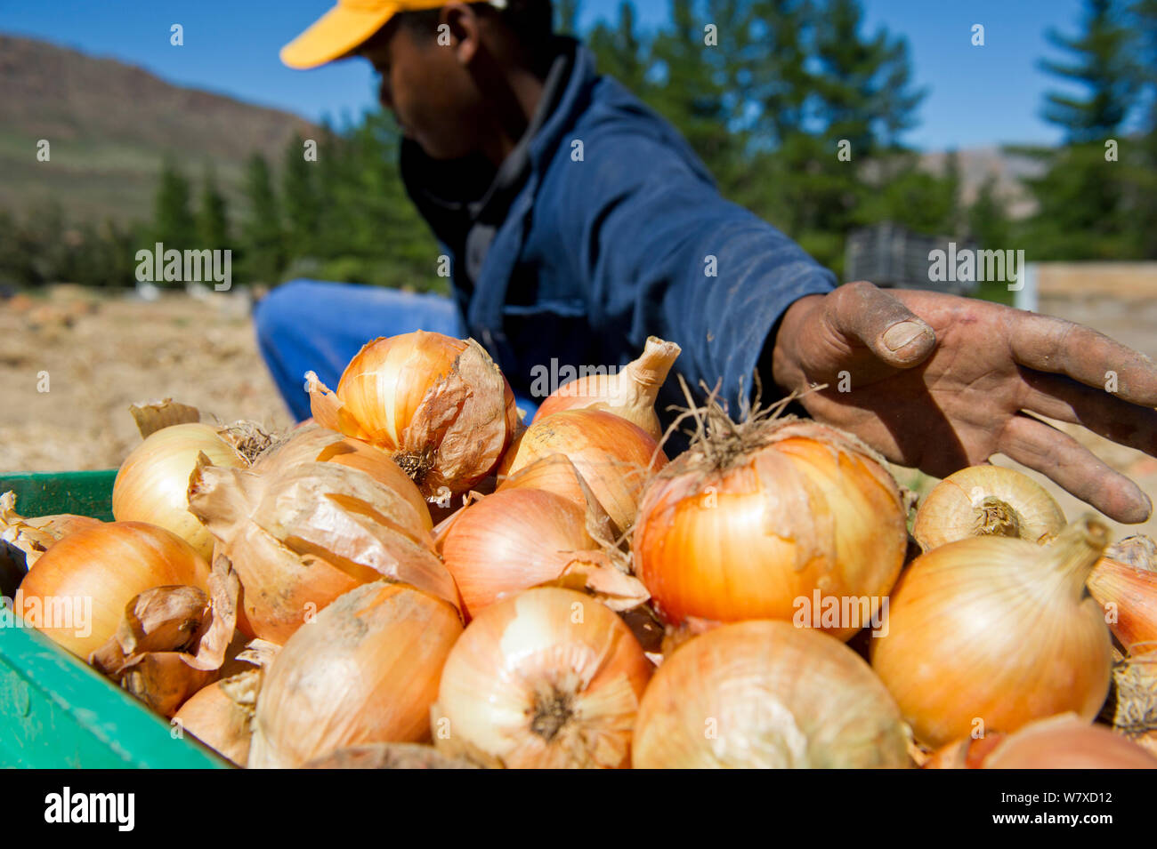 Workers Harvesting Onions High Resolution Stock Photography and Images