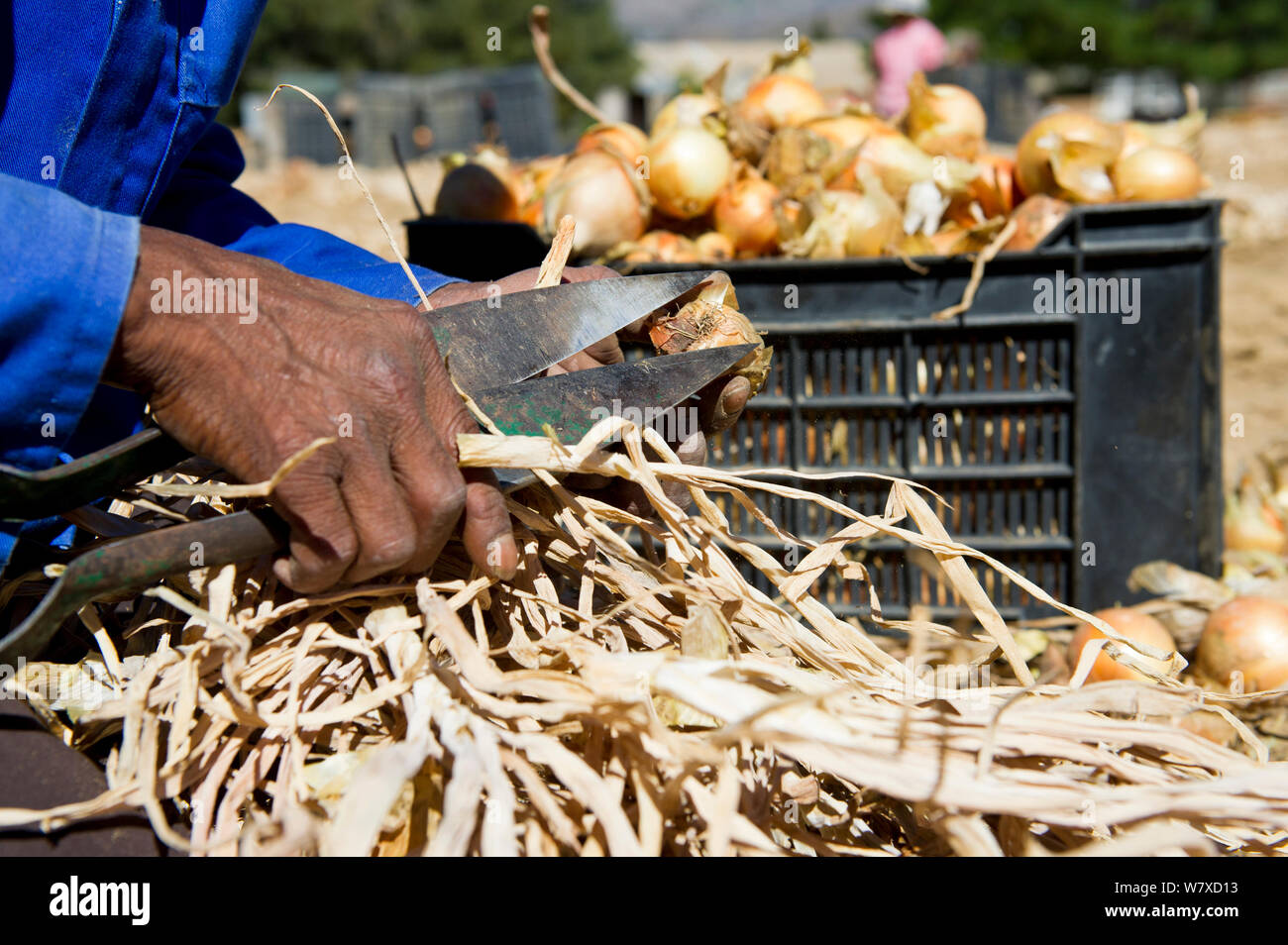 South africa farm workers hi-res stock photography and images - Alamy