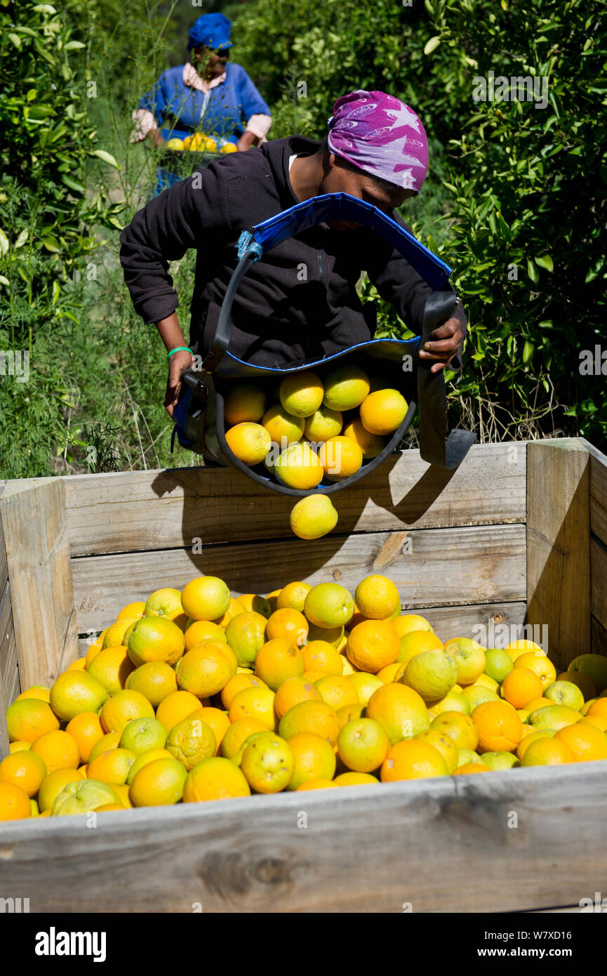 South africa farm workers hires stock photography and images Alamy