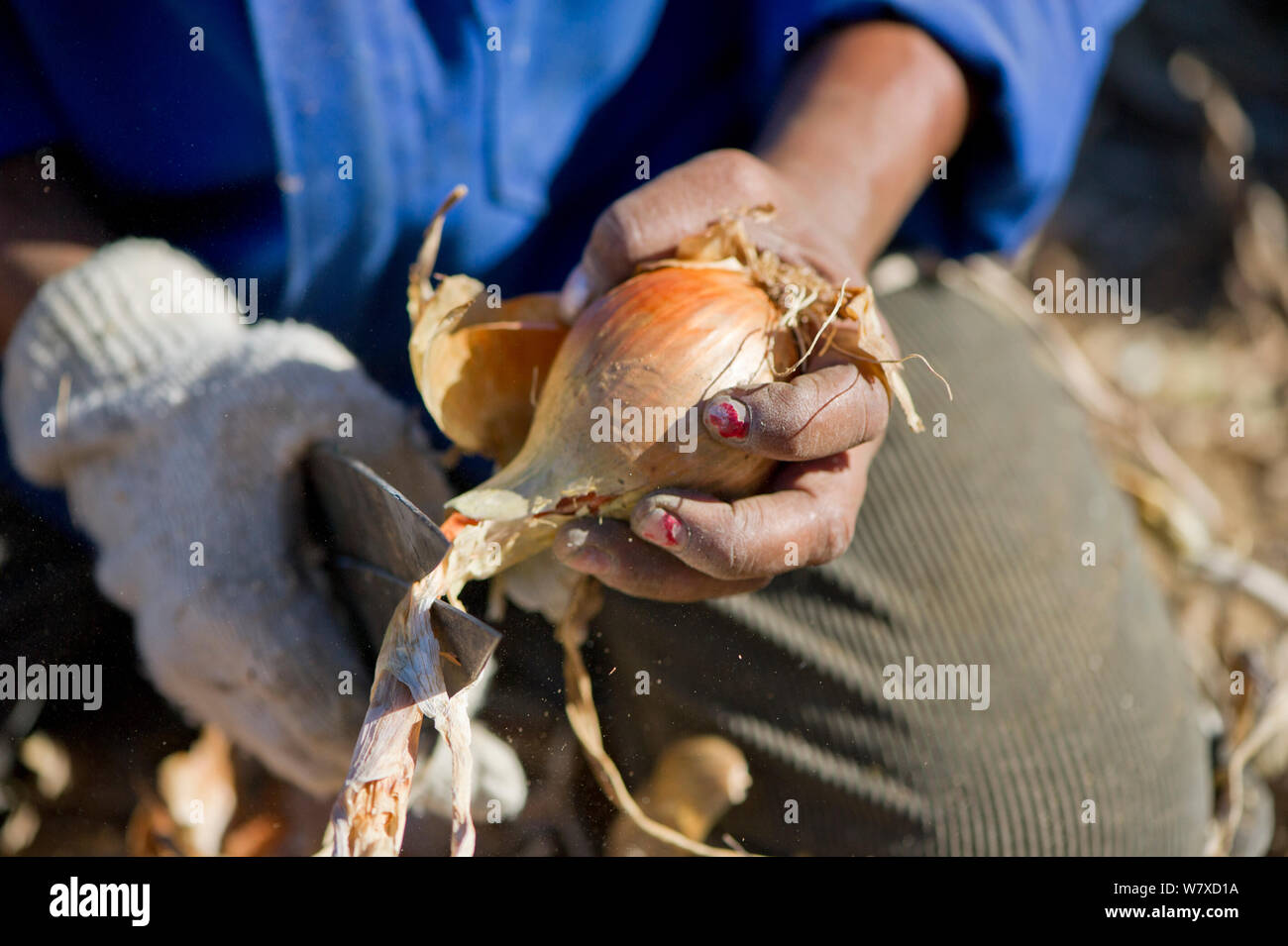 Woman harvesting Onions (Allium cepa) on Suikerbossie farm in the Koue