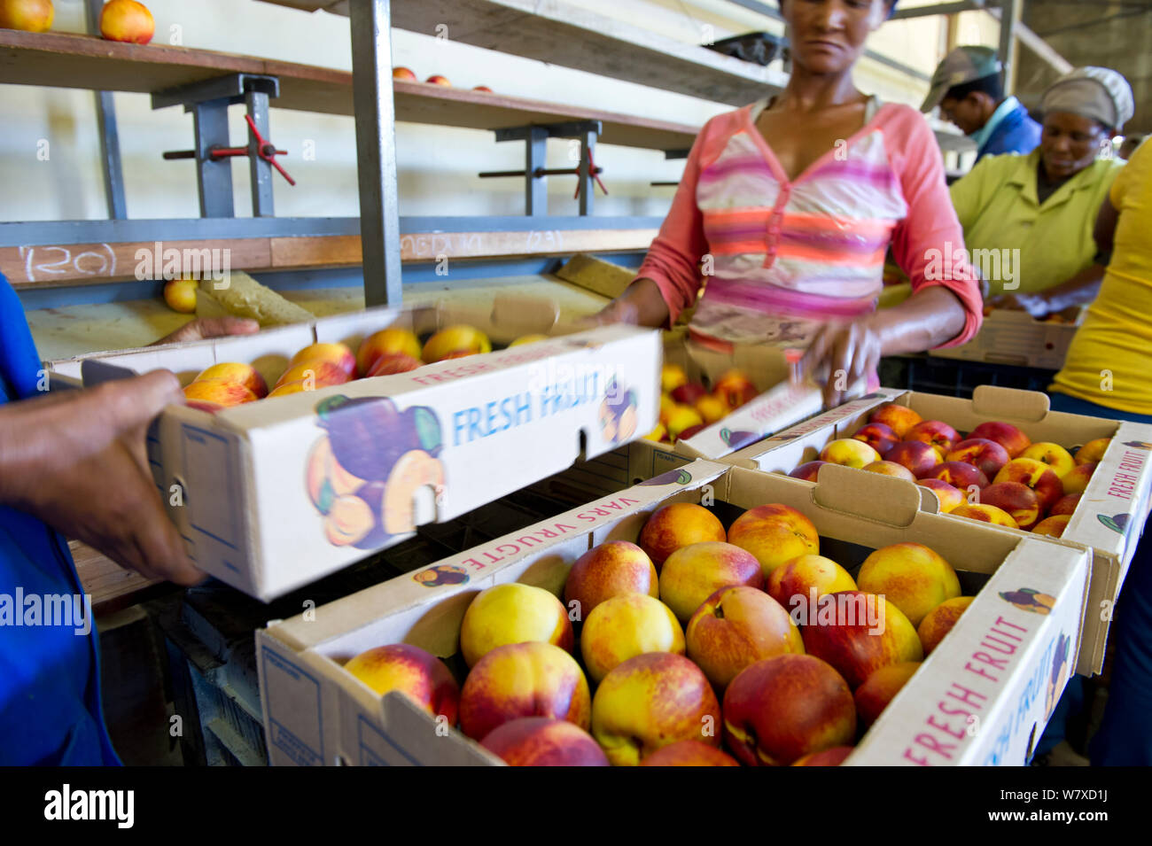Nectarines (Prunus persica) sorted by size in the packing shed on