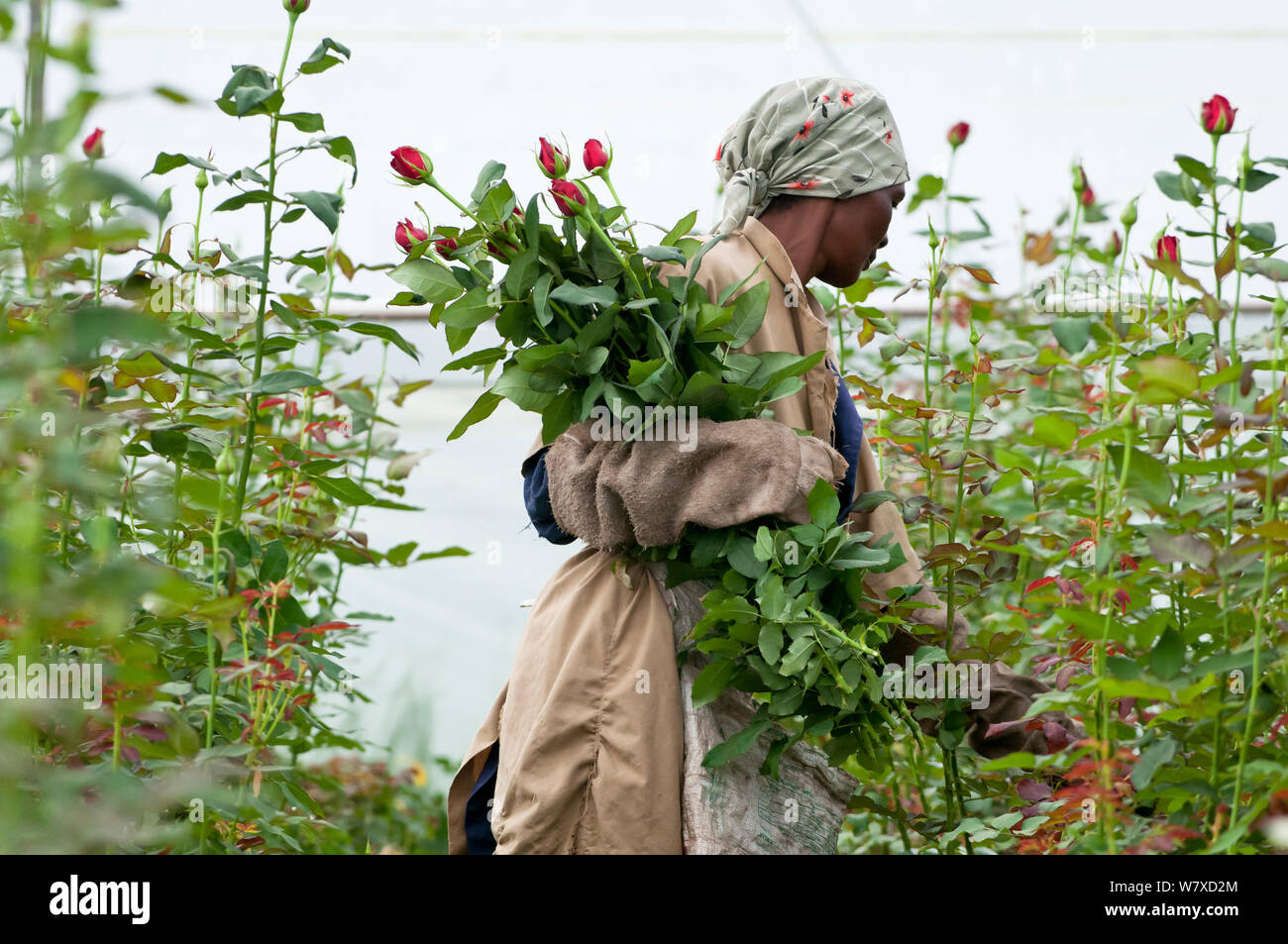 Woman picking Roses (Rosa sp) in greenhouse on commercial rose farm, Tanzania, East Africa. October 2011. Stock Photo