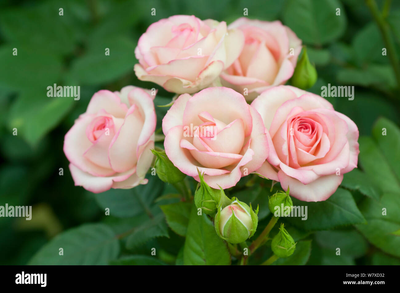 Pink roses (Rosa sp) growing in greenhouse on commercial rose farm, Tanzania, East Africa. Stock Photo