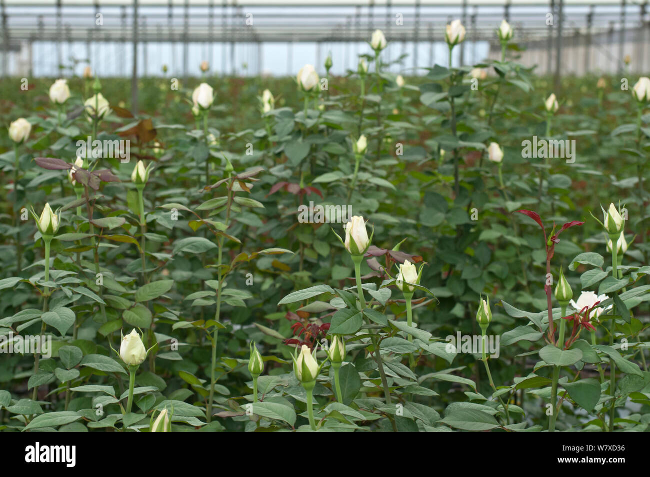 Cream Roses (Rosa sp) growing in greenhouse on commercial rose farm, Tanzania, East Africa. Stock Photo