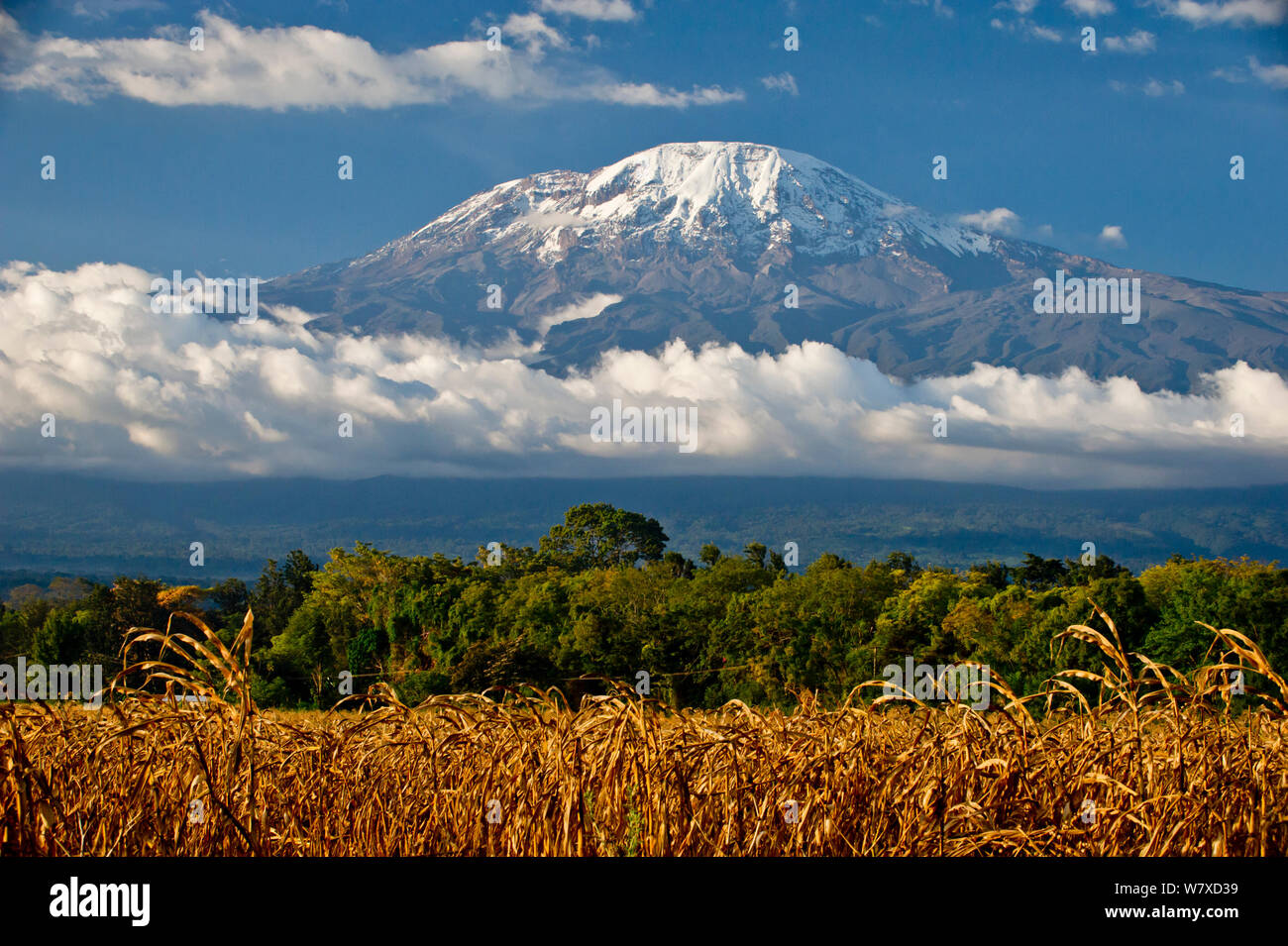 Field of African maize (Zea Mays) below Mount Kilimanjaro, Tanzania, East Africa. August 2010. Stock Photo