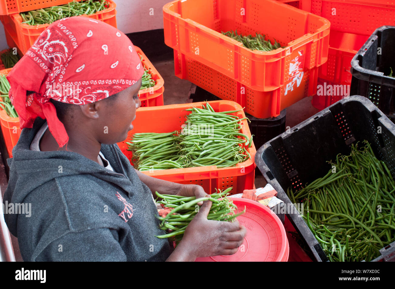 Woman packing Green beans (Phaseolus vulgaris) on a commercial farm, Tanzania, East Africa. October 2011. Stock Photo