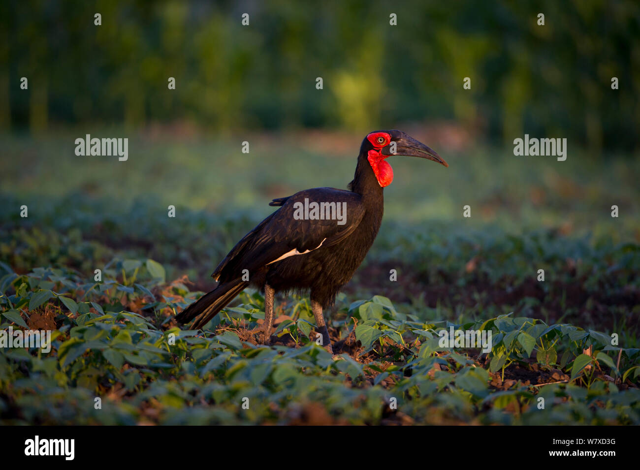 Abyssian ground hornbill (Bucorvus abyssinicus) foraging in a field of beans. Commercial farm, Tanzania, East Africa. Stock Photo