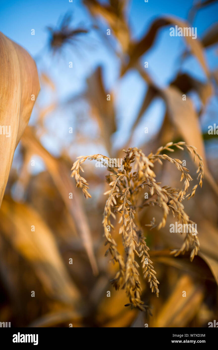 Dried Maize (Zea mays) tassel, commercial farm, Tanzania, Africa. Stock Photo