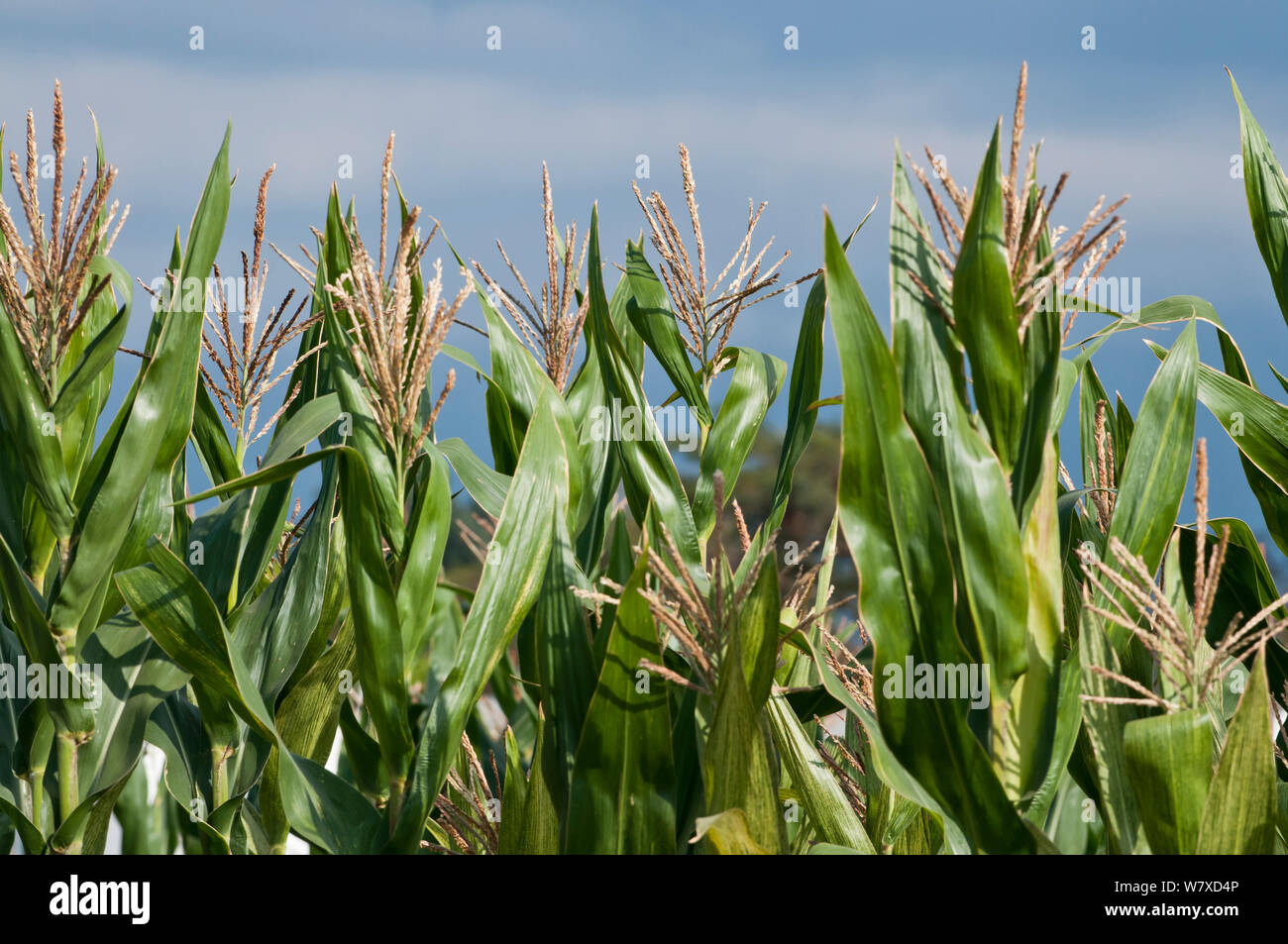 Baby Corn (Zea mays) tasseling. Commercial farm, Tanzania, East Africa. Stock Photo