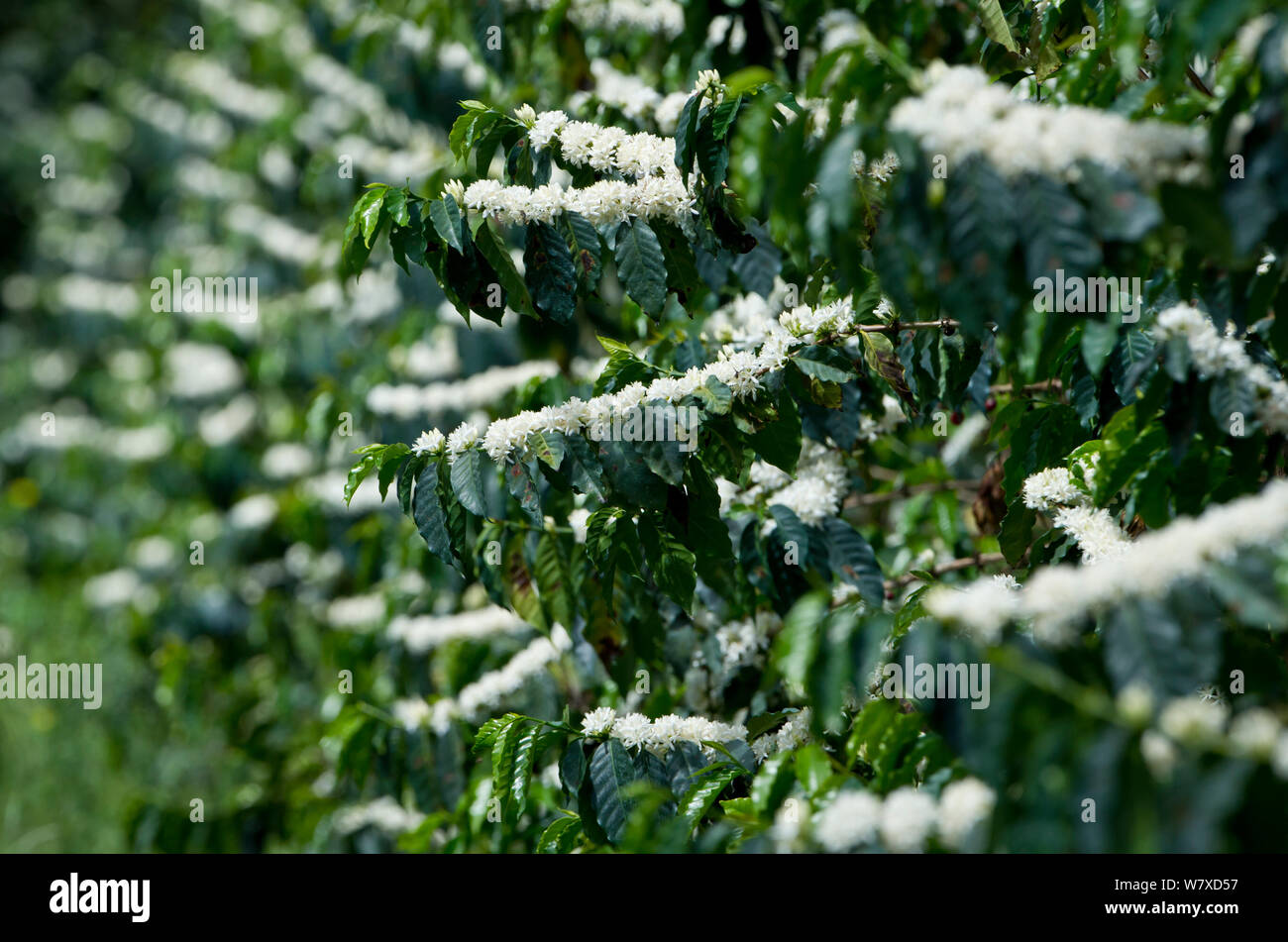 Coffee (Coffea arabica) shrubs in bud and flower. Commercial coffee farm, Tanzania, East Africa. Stock Photo