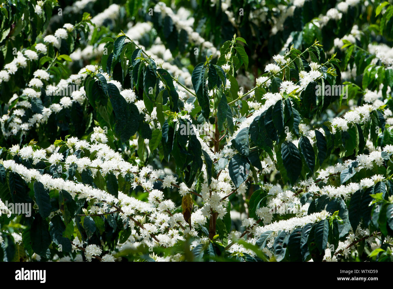 Coffee (Coffea arabica) shrubs in bud and flower. Commercial coffee farm, Tanzania, East Africa. Stock Photo