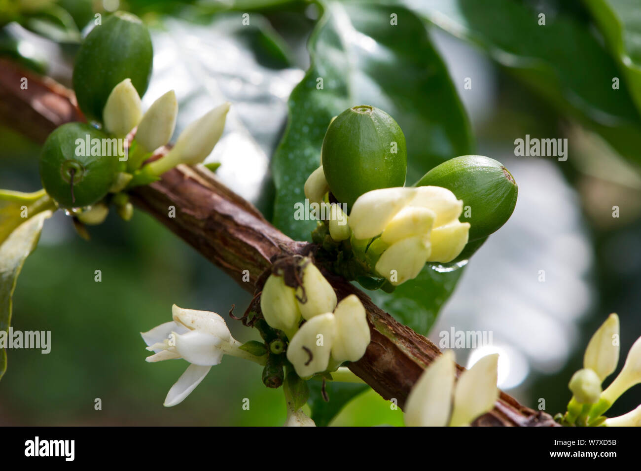 Green Coffee (Coffea arabica) berries / cherries. Commercial coffee farm, Tanzania, East Africa. Stock Photo