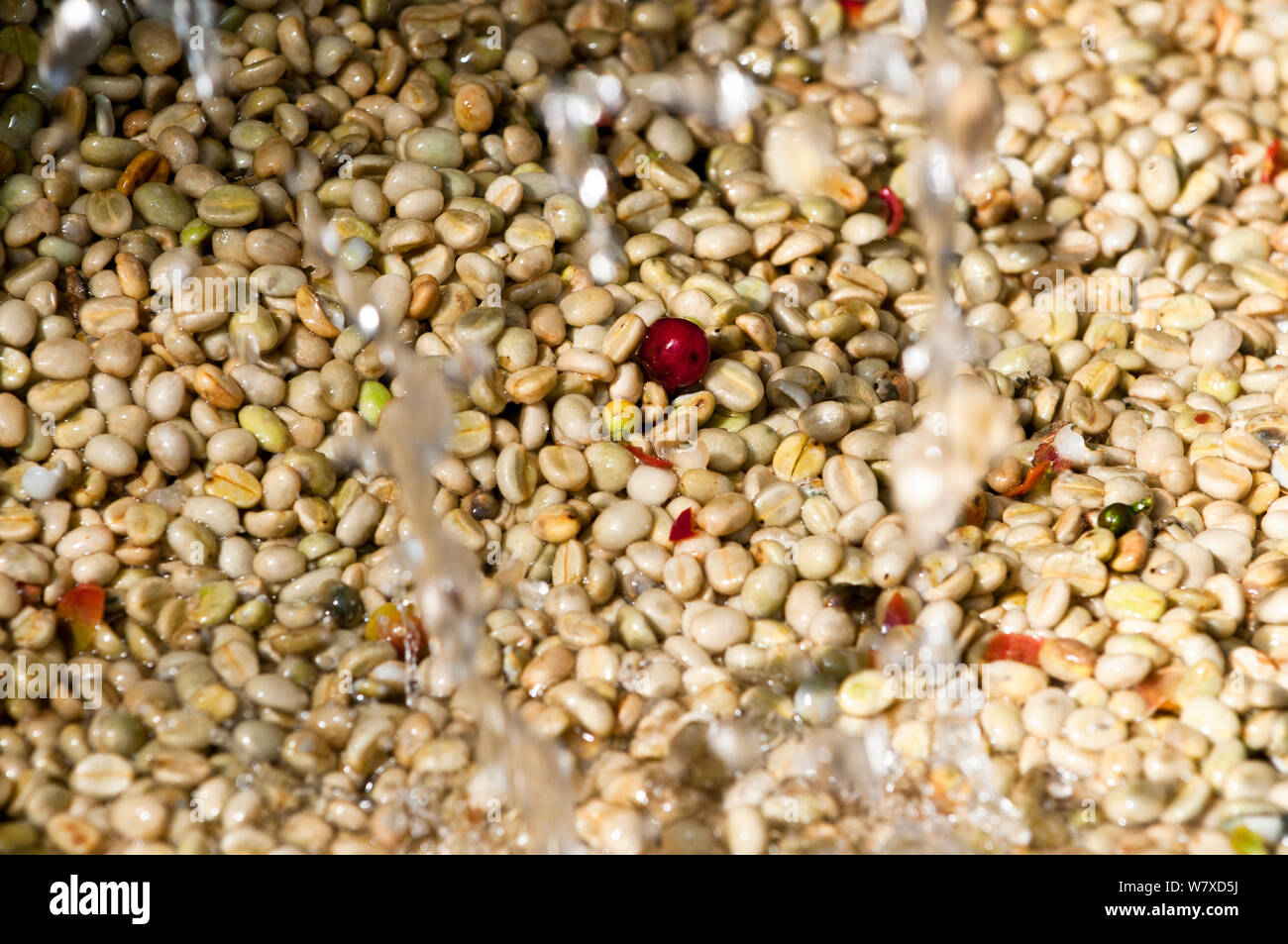 Coffee (Coffea arabica) beans pouring into fermentation tank. Commercial coffee farm, Tanzania, East Africa. Stock Photo