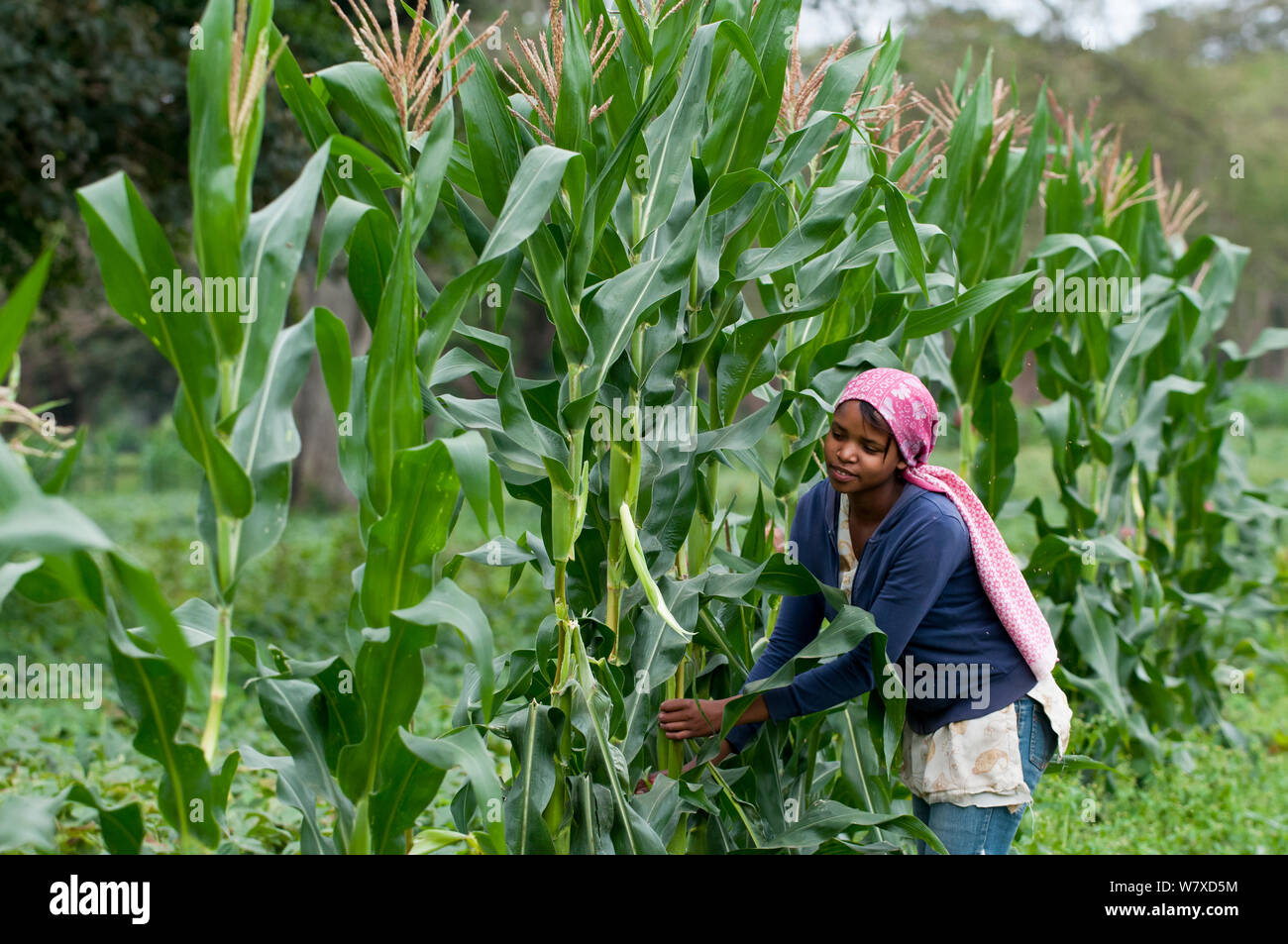 Woman harvesting baby Corn (Zea mays). Commercial farm, Tanzania, East Africa. October 2011. Stock Photo