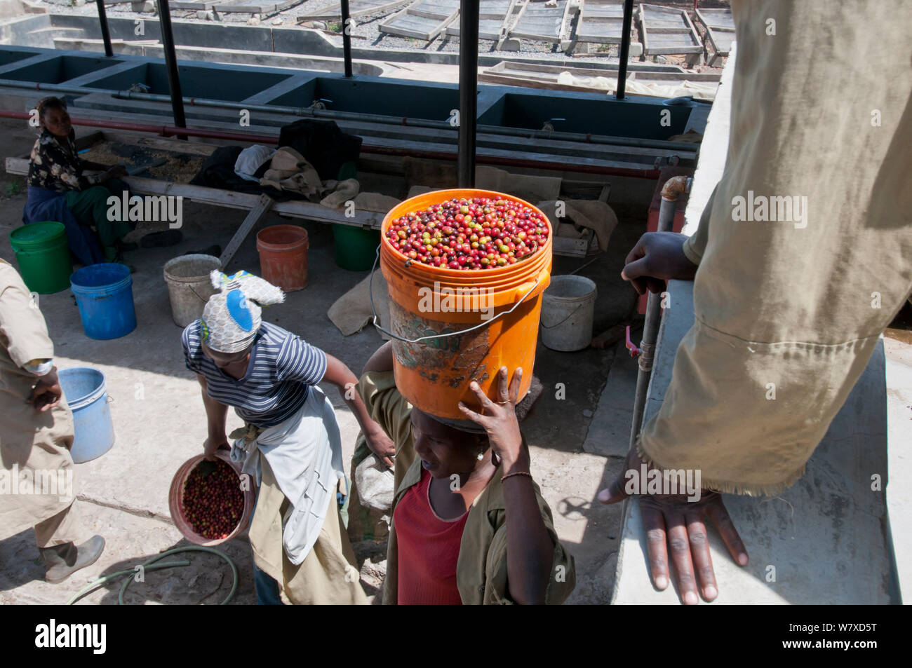 Coffee factory africa hires stock photography and images Alamy