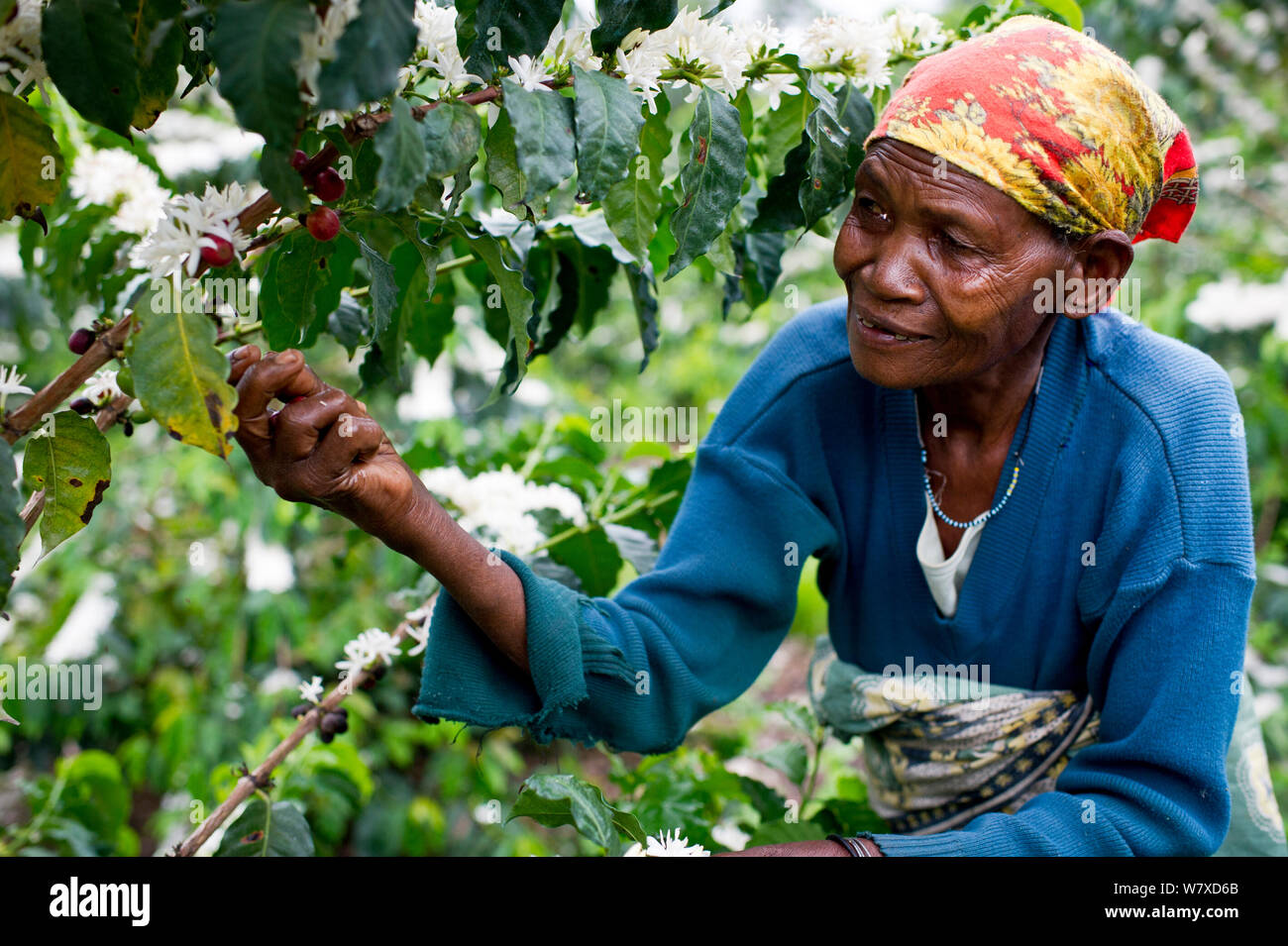 An elderly woman harvesting Coffee (Coffea arabica) cherries on a commercial coffee farm, Tanzania, East Africa. November 2012. Stock Photo