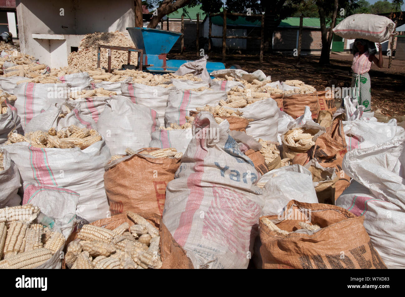 Numerous bags of Maize (Zea mays) cobs with woman carrying a bag on her head. Commercial maize farm, Tanzania, East Africa. October 2011. Stock Photo