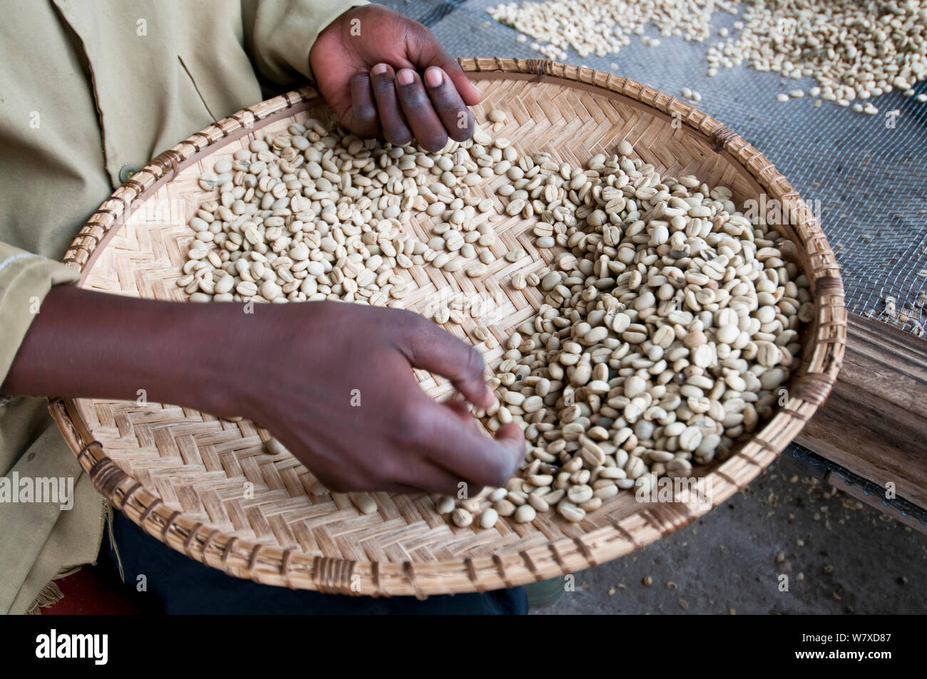Dried parchment Coffee (Coffea arabica) beans, woman removing  discoloured beans. Commercial coffee farm, Tanzania, East Africa. Stock Photo