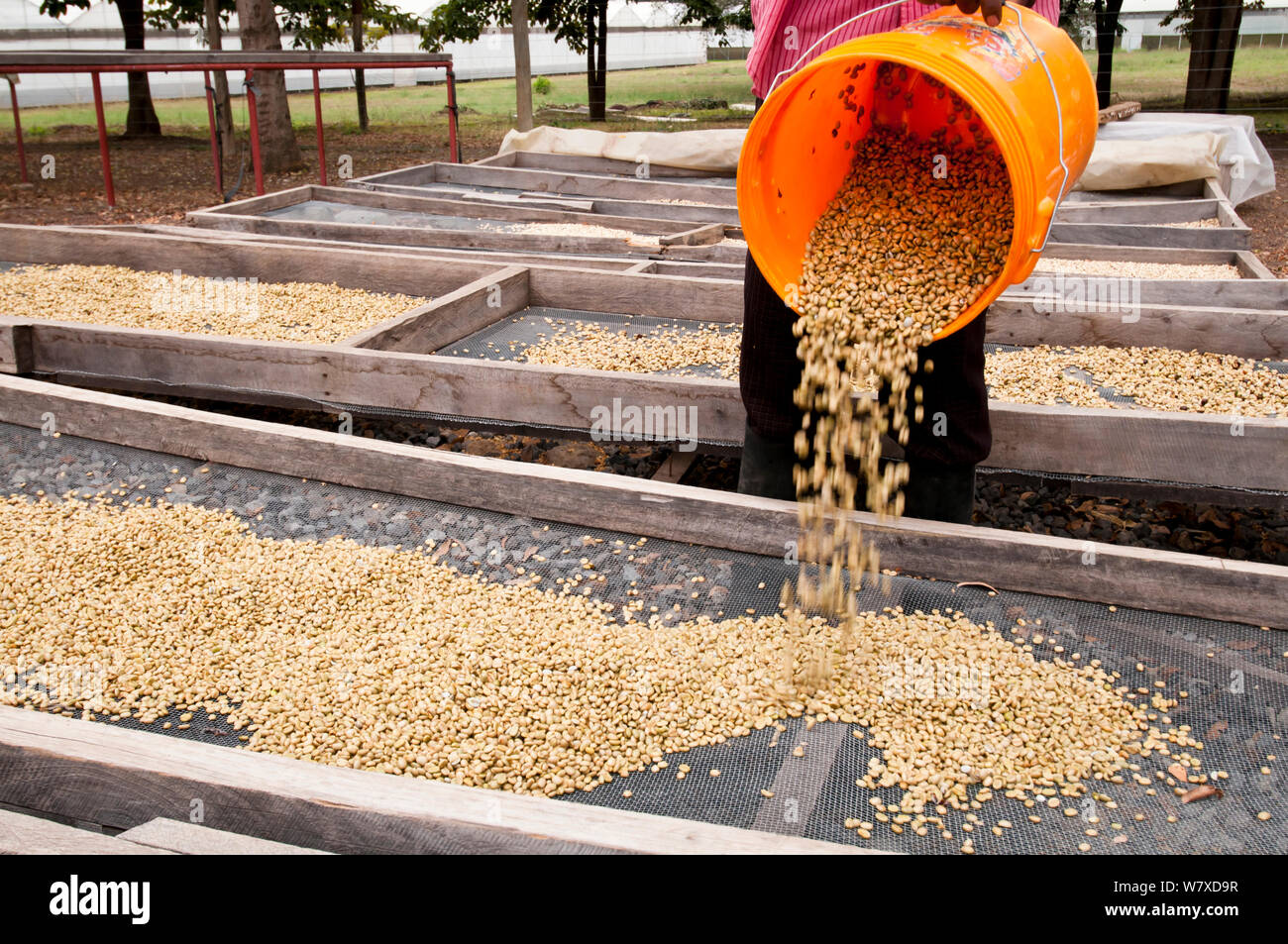 Coffee (Coffea arabica) beans drying on trays outside after fermentation, washing and sorting. Commercial farm, Tanzania, East Africa. Stock Photo