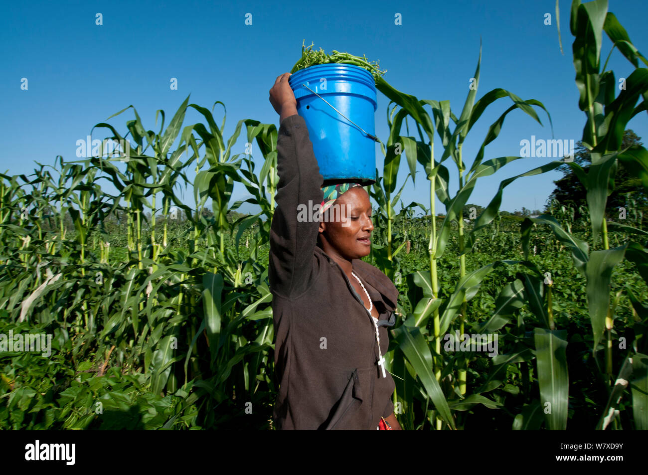 African woman carrying bucket on head hires stock photography and images Alamy
