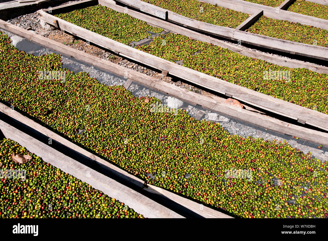 Buni Coffee (Coffea arabica) drying on trays outside. Commercial farm, Tanzania, East Africa. Stock Photo