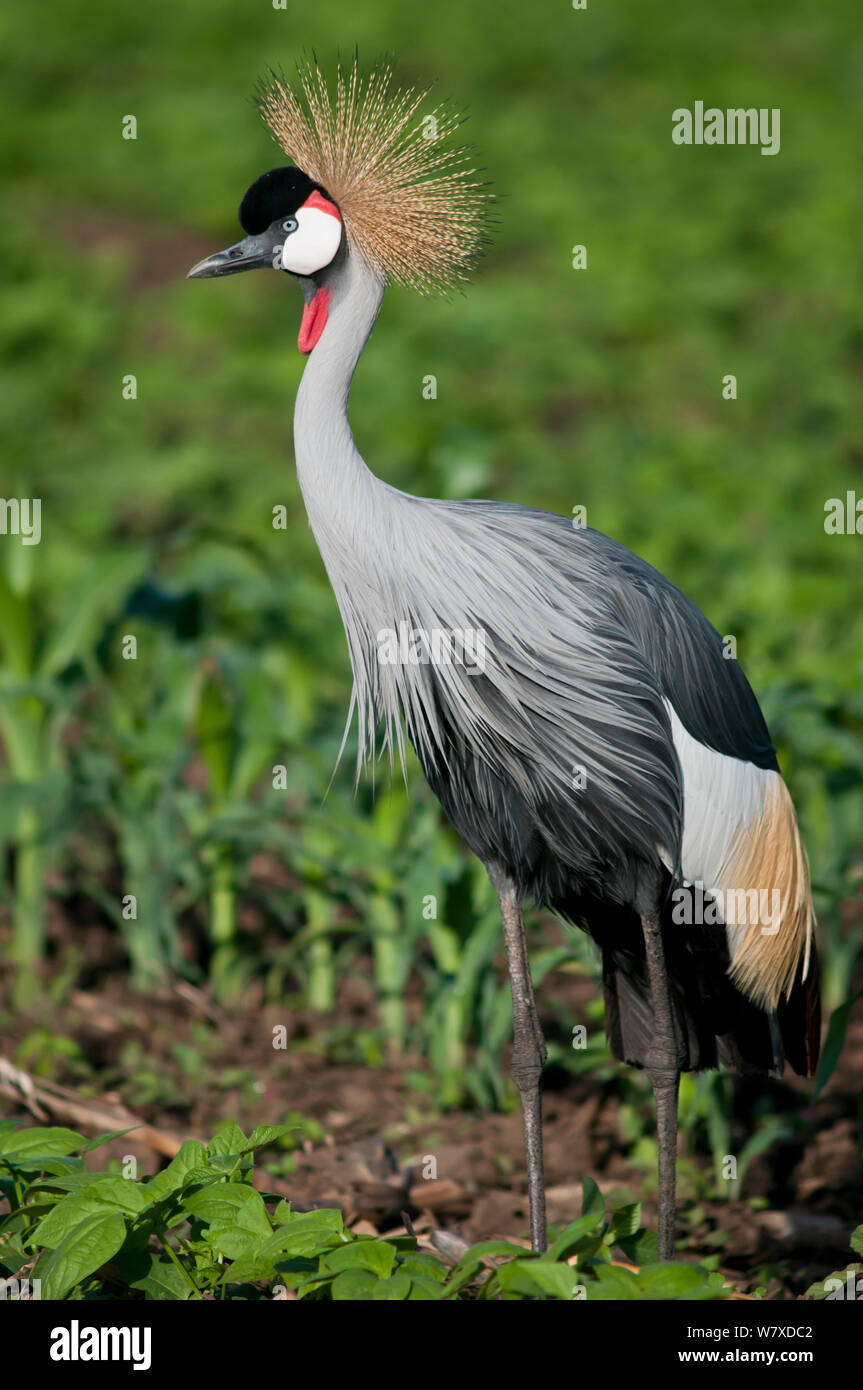 Grey crowned crane (Balearica regulorum gibbericeps) foraging on a commercial green bean farm, Tanzania, East Africa. Stock Photo