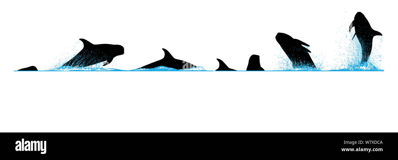 Illustration of the diving and breaching behaviour of Risso’s Dolphin (Grampus griseus). Stock Photo