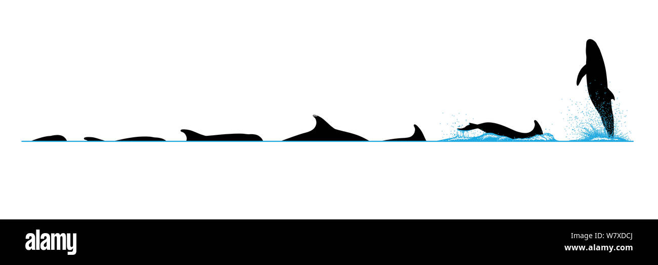 Illustration of the diving and breaching behaviour of a Pygmy Killer Whale (Feresa attenuata). Stock Photo