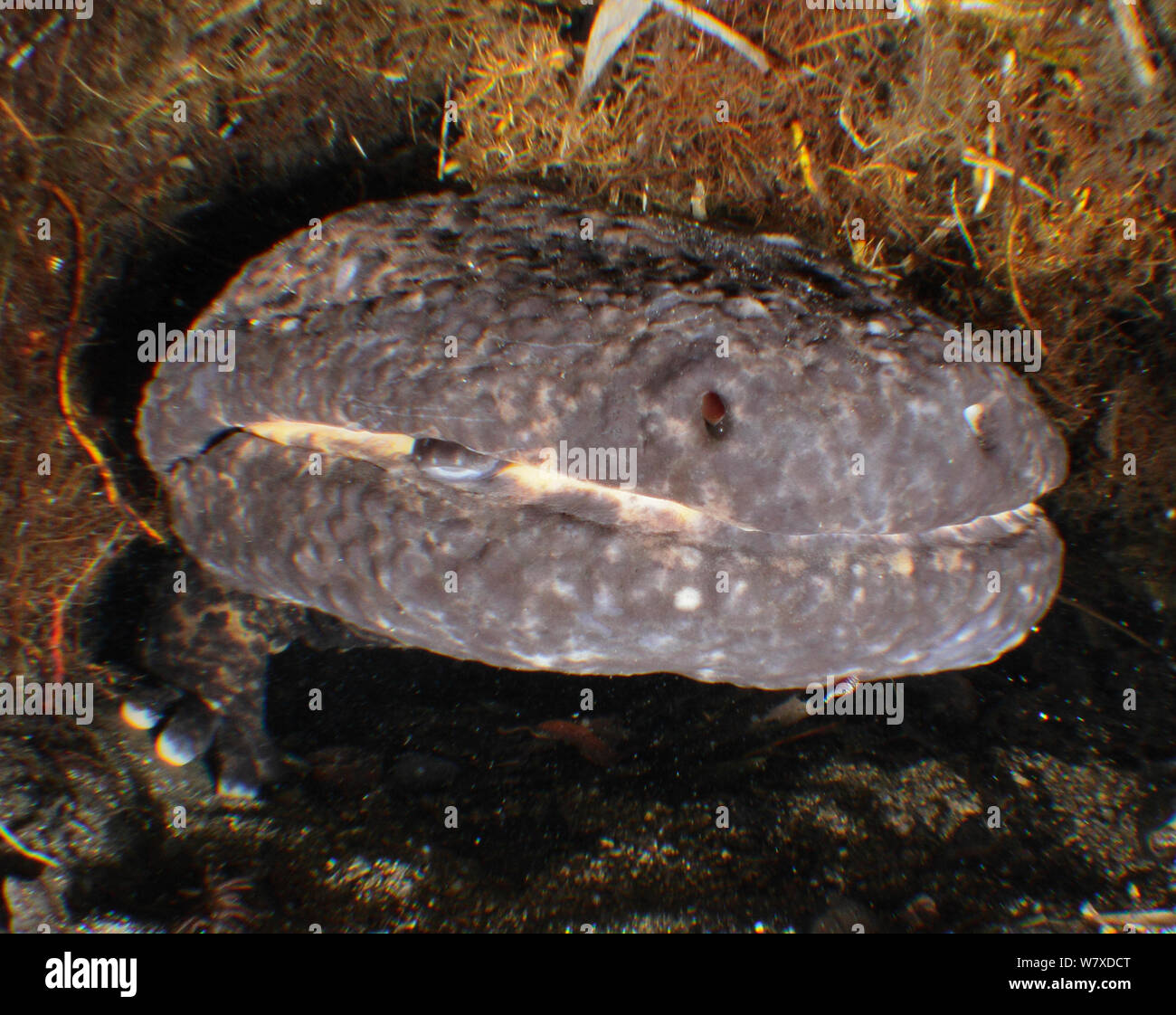 Japanese giant salamander (Andrias japonicus) male with own young in mouth. Hino river, Nichinan-chou, Tottori, Japan, March. Stock Photo