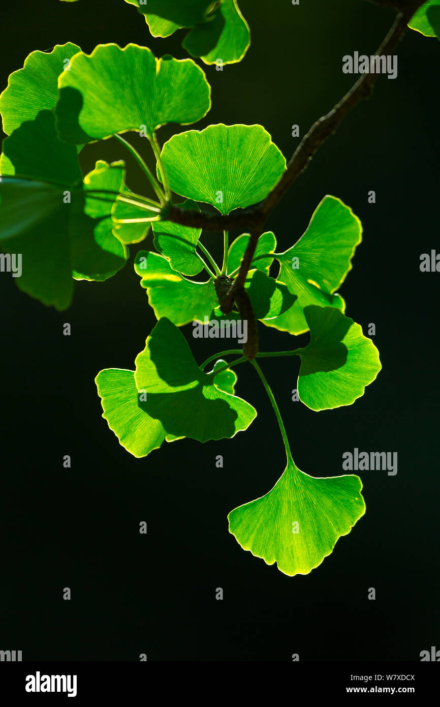 Ginkgo (Ginkgo biloba) cultivated specimen, occurs in China. Stock Photo