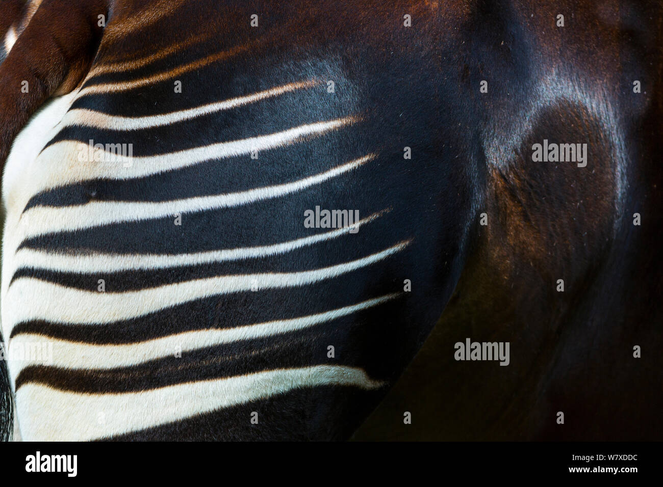 Okapi hi-res stock photography and images - Alamy