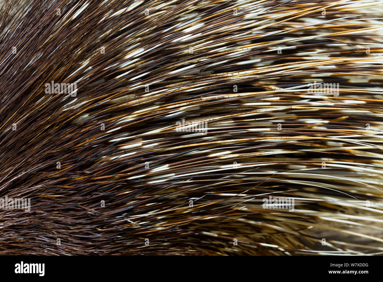 Close up of Porcupine quills (Hystricidae) captive. Stock Photo