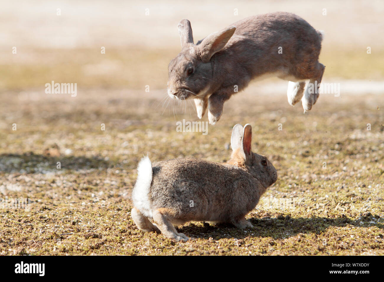 Rabbit jumping hires stock photography and images Alamy