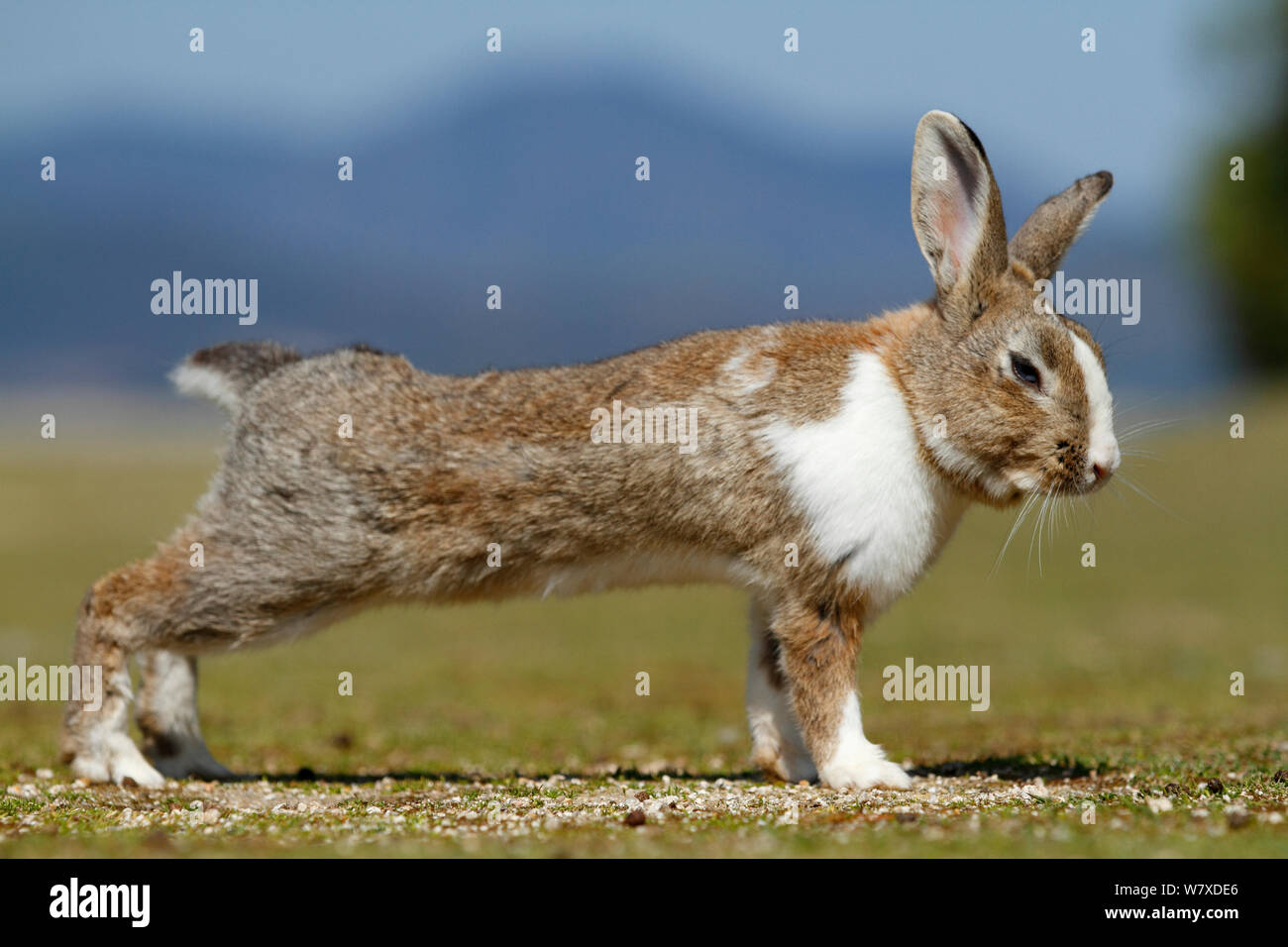 Rabbit stretching hires stock photography and images Alamy